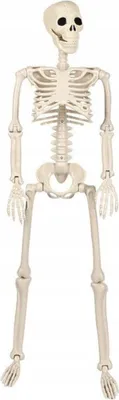 Produktbild von Korbi | Dekorationsskelett - 93 cm - Naturfarben - Realistisches Design - Halloween Deko