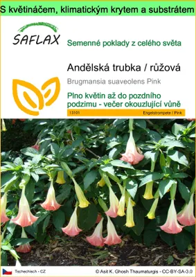 Obrázek produktu pro SAFLAX Garden to go - Andělská trubka / růžová - Brugmansia suaveolens Pink - 10 Semena - S květináčem, klimatickou poklicí a pěstebním substrátem