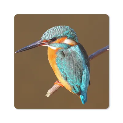 Produktbild von MuchoWow® Mauspad Mousepad Eisvogel - Äste - Bunt 20x20 cm - Mousepads - Maus Mat - Pad - Mausunterlage - Desk Mat - Bureauartikeln