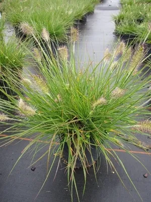 Produktbild von Pennisetum alopecuroides Little Bunny - Zwerg-Lampenputzergras Little Bunny - Lampenputzergräser