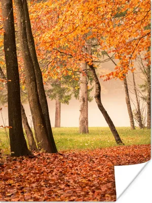 Produktbild von MuchoWow® Poster Blätter - Herbst - Wald 90x120 cm - Wohnzimmer