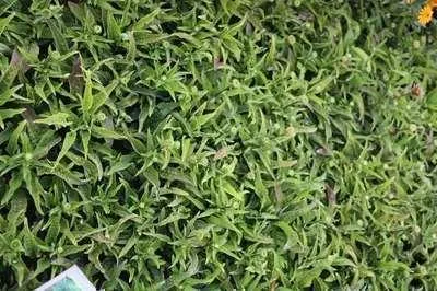 Produktbild von 6 x Echinacea purp. 'Mistral'® - Sonnenhut - Topf 9 x 9 cm