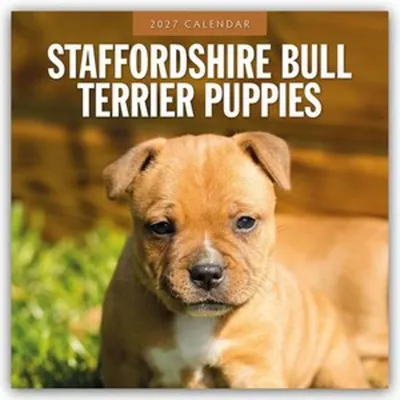Produktbild von Staffordshire Bull Terrier Puppies - Staffordshire Bullterrier Welpen 2027 - 16-Monatskalender