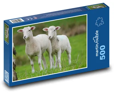 Obrázek produktu pro Puzzle 500 Jehňata na zelené louce - martinpuzzle