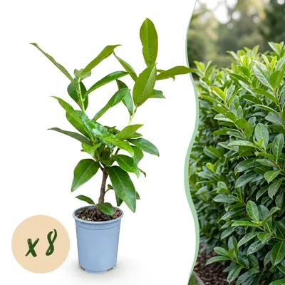 Produktbild von Heckenpflanzen - Prunus laurocerasus Novita - Blatt grün - 8 Pflanzen - 1 laufender Meter - immergrün - Topf 9cm Höhe 30-35cm - 25-35cm - Ø12cm - Gartenpflanze