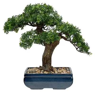 Image de Grand bonsaï artificiel – Podocarpus vert de 41 cm de haut dans un pot en céramique – plante artificielle facile d'entretien pour le salon, le bureau ou comme décoration