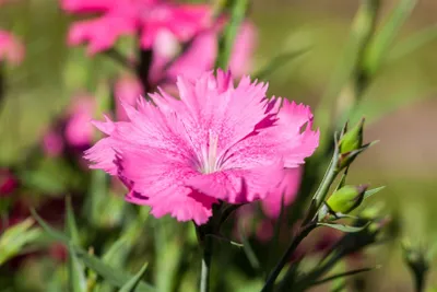 Produktbild von Dianthus gratianop. 'Grandiflorus', Nelke, rosa, ca. 9x9 cm Topf