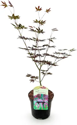 Image de Green boutiQ - Plante de terrasse - Érable japonais - Acer palmatum Trompenburg - Violet foncé - 1 plante - À feuilles caduques - Pot de 19 cm, hauteur 70 cm