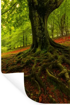 Produktbild von MuchoWow® Wandtattoo Wandsticker Wandaufkleber Baum - Wald - Herbstblätter 80x120 cm Selbstklebend und Repositionierbar - Repositionierbar - Wasser abweisend