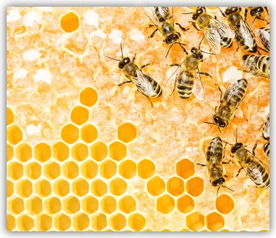 Produktbild von Tulup Glas Herdabdeckplatte Glaskeramikkochfeld-Abdeckung Spritzschutz Glasabdeckplatte Kochplattenabdeckung und Schneidebrett - Einteilig - 60x52 cm Arbeitsbienen