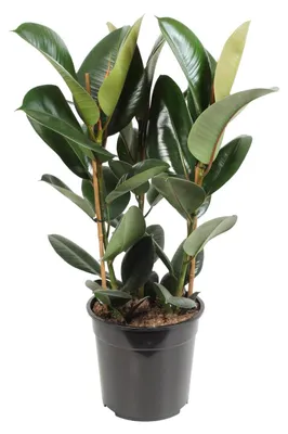 Image de Ficus Elastica Robusta - 75-85cm - Ø27cm - Plante d'intérieur - Vert persistant
