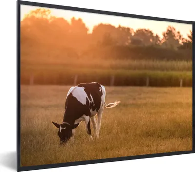 Produktbild von MuchoWow® Gerahmtes Poster Kuh - Sonne - Tiere 80x60 cm - Poster mit Schwarzem Bilderrahmen Wandposter Rahmen Foto Bilder - Schwarzem - Mit Gestell