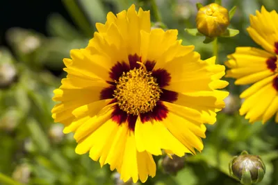 Produktbild von Coreopsis grandiflora 'Sonnenkind', Mädchenauge, gelb, ca. 9x9 cm Topf