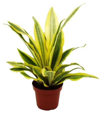 Obrázek produktu pro Sansevieria aubrytiana „Yellowstone“ – zlatá sansevierie s neobvyklým zbarvením listů – květináč 14 cm
