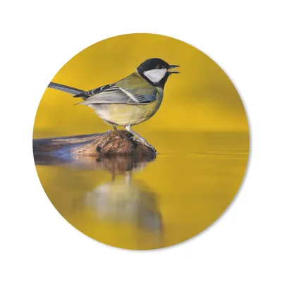 Produktbild von MuchoWow® Mauspad Mousepad Kohlmeise - Vogel - Wasser 50x50 cm - Mousepads - Maus Mat - Pad - Mausunterlage - Vinyl