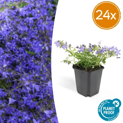 Immagine prodotto di Campanula poscharskyana 'Stella' | 24 pezzi - 10-25cm - Ø9cm - Pianta da giardino