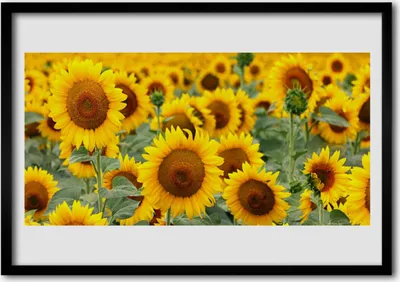 Produktbild von Bild 100x70 MDF-Rahmen Wandkunst Pflanze Sonnenblumen Natur