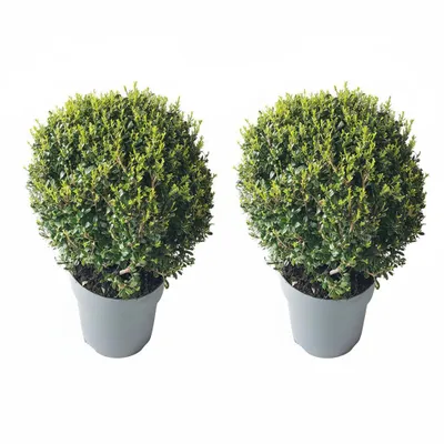 Produktbild von 2x Ilex crenata 'Glorie Dwarf' Kugeln – Durchmesser 30–35 cm – immergrün und winterhart, Buchsbaum-Alternative