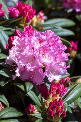 Produktbild von Rhododendron yakushimanum 'Arabella', rosa Blüten, 25–30 cm