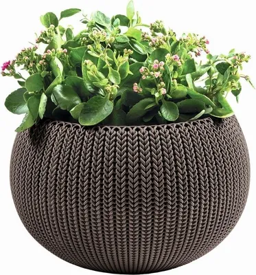 A potted plant in a textured brown planter.