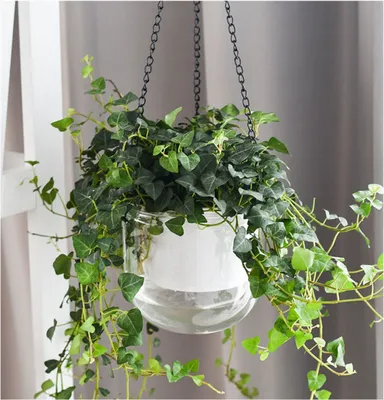 A hanging planter with green ivy in a clear glass pot.