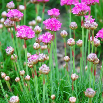 Image de Armeria maritima « Splendens » 48 plants 10-25 cm Ø 9 cm Résistante au froid