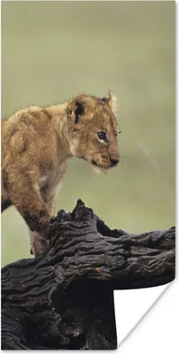 Produktbild von MuchoWow® Poster Löwe - Rüssel - Junge 60x120 cm - Wandschmuck
