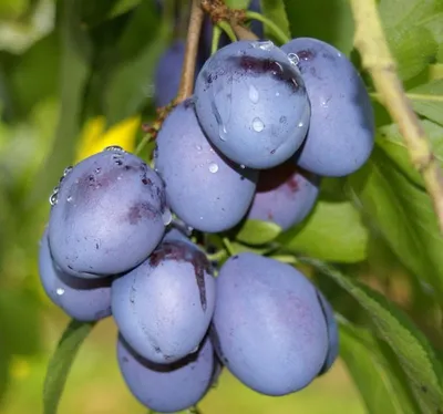 Produktbild von Jojo (S) Zwetsche Pflaumenbaum Buschbaum 110-140 cm 10 Liter Topf Unterlage St. Julien A