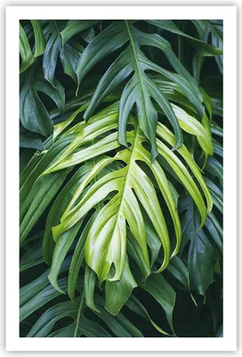 Produktbild von Poster - Poster ohne Rahmen - Blume Natur - 61x91,5 cm - Wand Bild - Wanddeko - Wandbilder - Kunstposter - Wandposter - Bilder - Kunstdruck - Wanddekoration - Wandbild - P2XPA61x91-3951