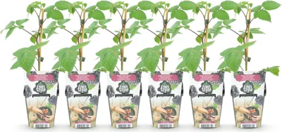 Produktbild von GreenboutiQ - Obstpflanzen - Brombeere - Rubus Black Satin - Winterhart - 6 Pflanzen - Topf 9 cm - Schwarze Brombeere