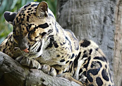 Produktbild von hansepuzzle 77360 - Leopard Puzzle, 260 Teile, Natur, 41,0 x 28,0cm mit hochwertiger Aufbewahrung, Kartonbox und wiederverschließbarem Beutel