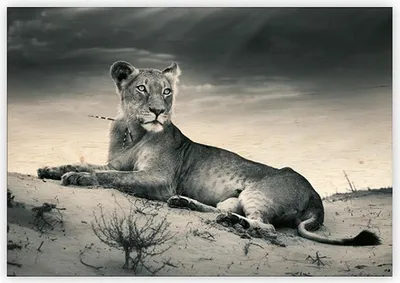 Obrázek produktu pro Dřevěný obraz - Lioness, 48,5 × 34 cm