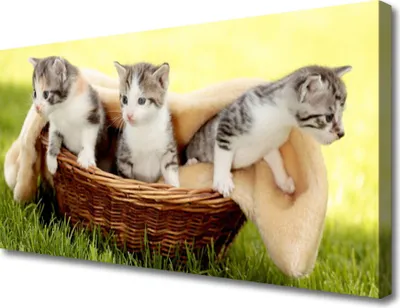 Produktbild von Tulup Leinwand-Bilder 100x50 Wandbild Canvas Kunstdruck Katzen Tiere
