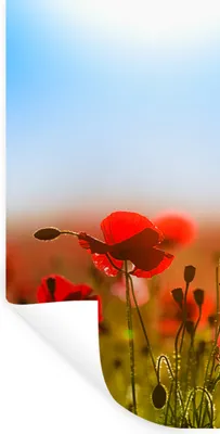 Produktbild von MuchoWow® Wandtattoo Wandsticker Wandaufkleber Mohnblumen unter einem klaren blauen Himmel. 40x80 cm Selbstklebend und Repositionierbar - Repositionierbar - Wasser abweisend