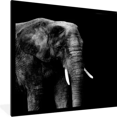 Produktbild von MuchoWow® Gerahmtes Poster Elefant - Tiere - Schwarz - Weiß 40x40 cm - Poster mit Schwarzem Bilderrahmen Wandposter Rahmen Foto Bilder - Mit Rahmen - Wanddekoration Schlafzimmer