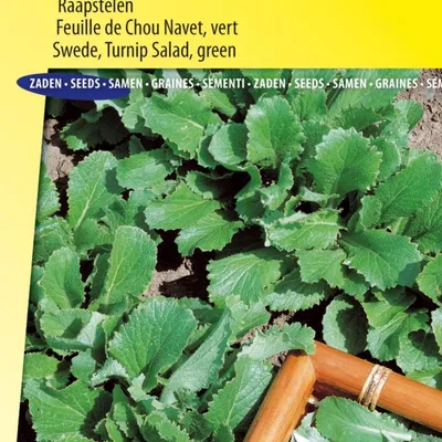 Immagine prodotto di Semi di barbabietola verde – Coltivate foglie nutrienti e croccanti per insalate e piatti nel vostro orto domestico