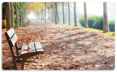 Produktbild von Wallario Frühstücksbrettchen aus Glas, je 14 x 23 cm, mit rutschfesten Füßen, Motiv Einsame Parkbank an einer Allee - Herbststimmung