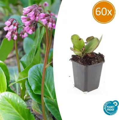 Produktbild von Bodendecker - Staude - Bergenie - Bergenia cordifolia 'Herbstblüte' - 9cm Topf - Set mit 60 Pflanzen