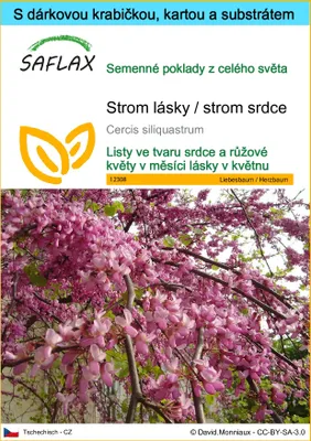 Obrázek produktu pro SAFLAX Dárková sada - Strom lásky / strom srdce - Cercis siliquastrum - 60 Semena - S dárkovou krabičkou, přepravním štítkem, dárkovou kartou a pěstebním médiem