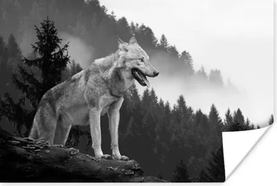Produktbild von MuchoWow® Poster Wolf - Wald - Schwarz - Weiß 60x40 cm - Schlafzimmerdekoration