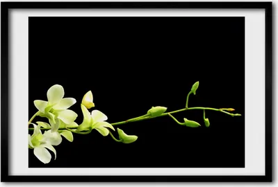 Produktbild von Bild 60x40 MDF-Rahmen, Wandkunst Orchidee