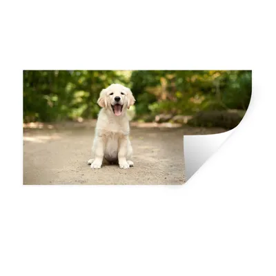 Produktbild von MuchoWow® Wandtattoo Wandsticker Wandaufkleber Labrador Retriever Welpe sitzt auf einem Waldweg 80x40 cm Selbstklebend und Repositionierbar - Aufkleber