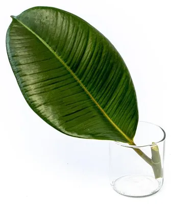 Produktbild von Gardners Ficus elastica Robusta - Steckling zur Vermehrung