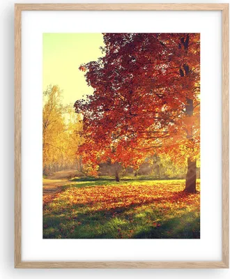 Produktbild von Gerahmtes Poster - Rahmen in heller Eiche - Park Herbst Baum - 40x50 cm - Wand Bild - Wanddeko - Wandbilder - Kunstposter - Wandposter - Bilderrahmen - Bilder - Kunstdruck - Wandbild - P2NPA40x50-3654