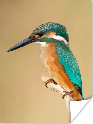 Produktbild von MuchoWow® Poster Eisvogel - Tiere - Vogel 90x120 cm - Wohnzimmer