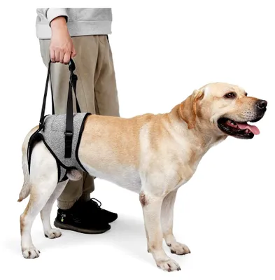 Produktbild von Verstellbares Hundegeschirr für Hinterbeine – Stützgeschirr mit Tragehilfe und Griff für behinderte, verletzte und ältere Hunde – Mobilitätshilfe und Hebegurt (Grau, L)