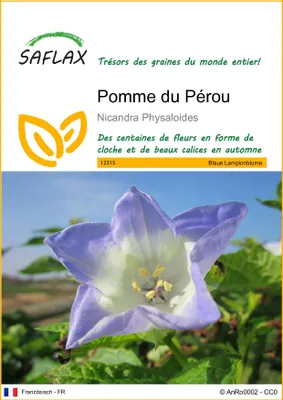 Image de SAFLAX  - Pomme du Pérou - 100 graines - Nicandra