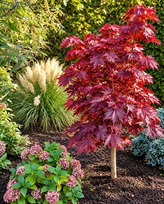 Produktbild von Blut - Ahorn - Crimson sentry - Acer platanoides Hochstamm Höhe 80 - 100 cm