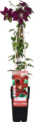 Obrázok produktu pre Clematis Niobe - popínavá rastlina s cervenými kvetmi, výška 65cm, priemer