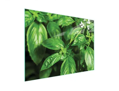 Immagine prodotto di Tagliere in vetro 40x30 basilico